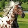 misappaloosa